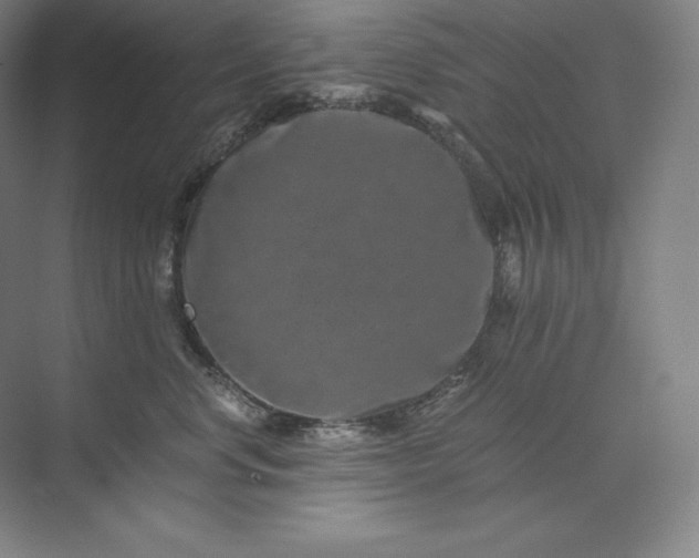 X0000074000668200609061025