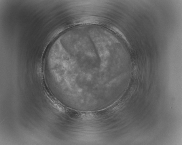 X0000074000882200609061021