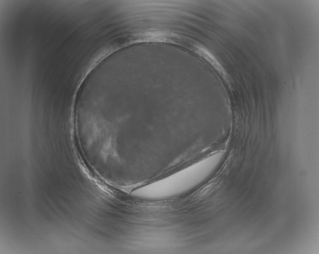 X0000074000994200609061019