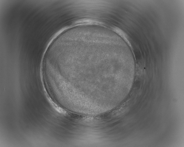 X0000074001098200609061017