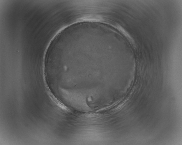 X0000074001240200609061015