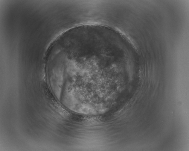 X0000074001262200609061014