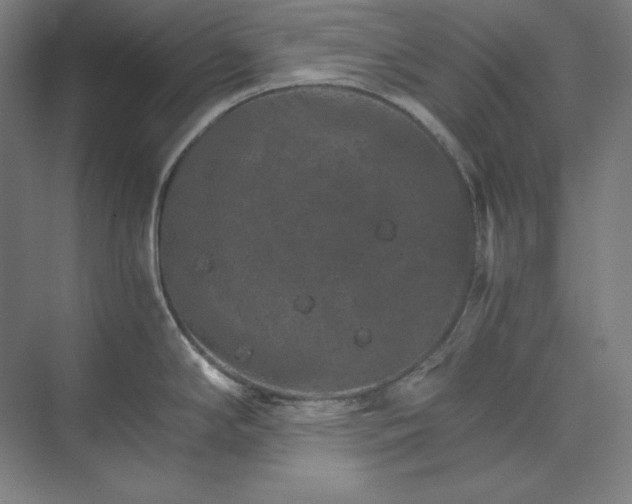 X0000074001294200609061014