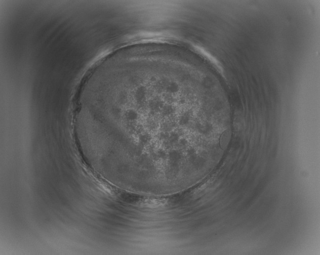 X0000074001411200609061012