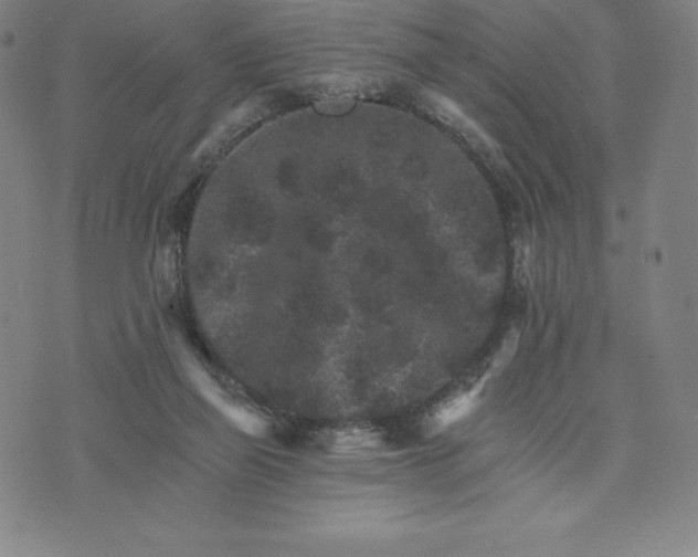 X0000074000165200609111607