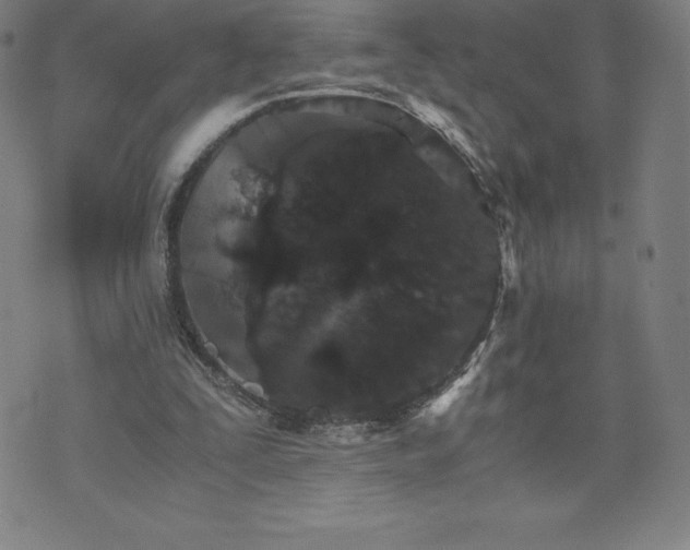 X0000074000295200609111605