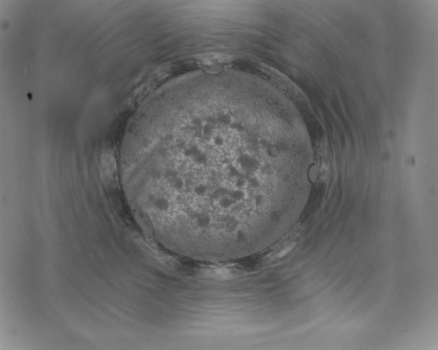 X0000074000523200609111601