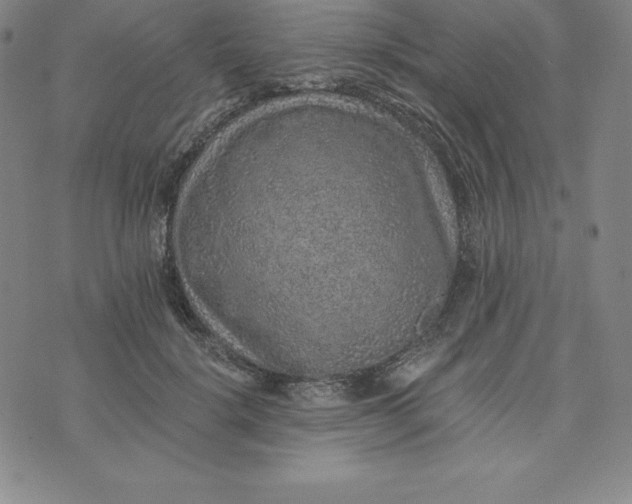 X0000074000652200609111559