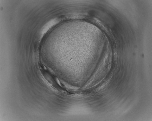 X0000074000725200609111557