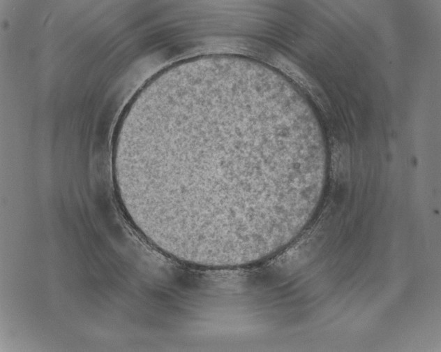 X0000074000836200609111556