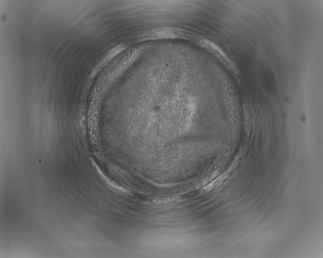 X0000074001225200609111550