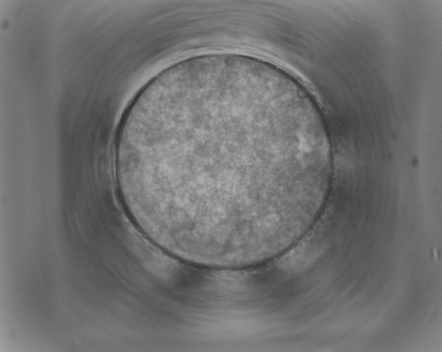 X0000074001514200609111545