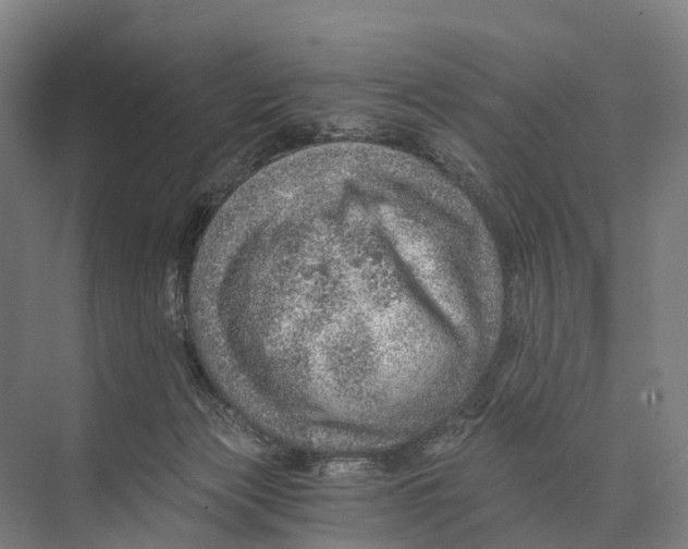 X0000074000173200609181817