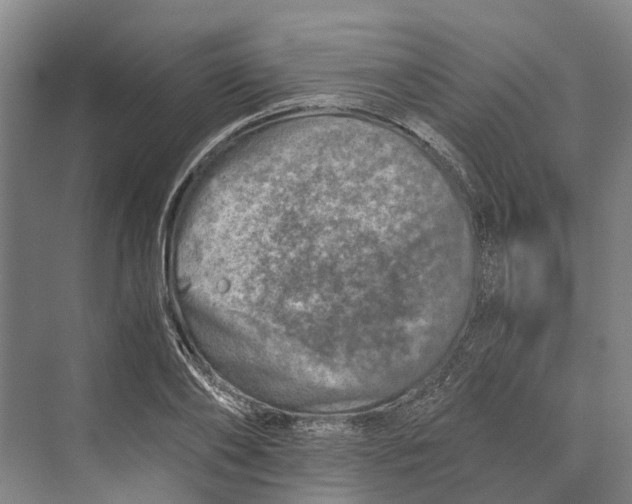 X0000074000886200609181805