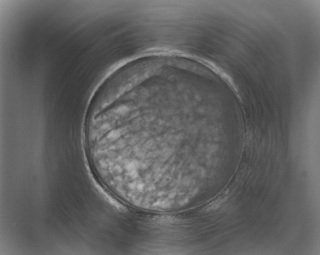 X0000074001239200609181800