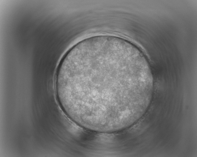 X0000074001514200609181755