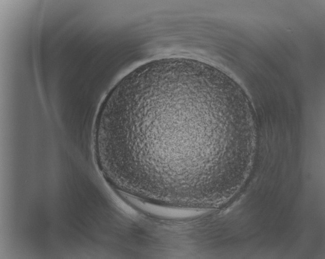 X0000074011525200608281352