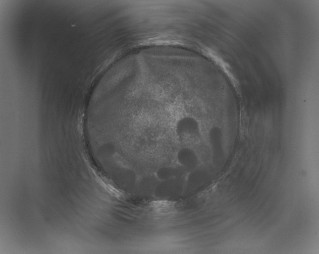 X0000074010153200609061058