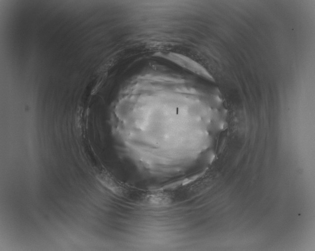 X0000074010275200609061057