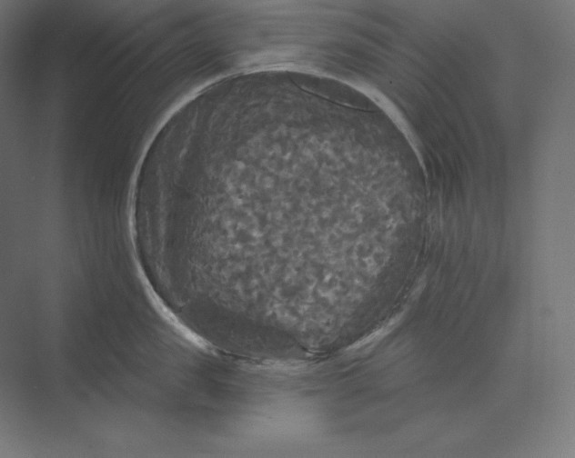 X0000074010957200609061046