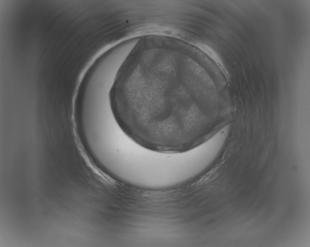 X0000074011128200609061042