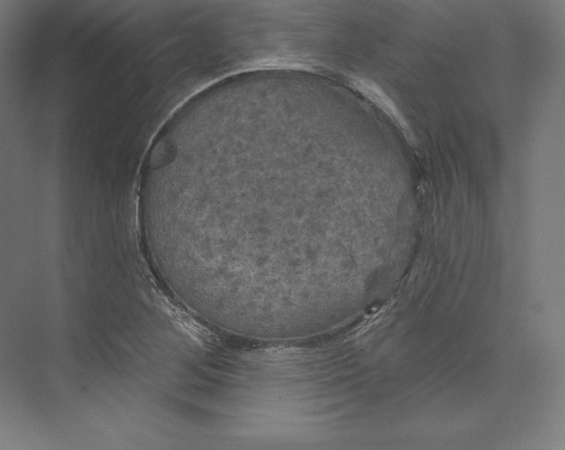 X0000074011268200609061040