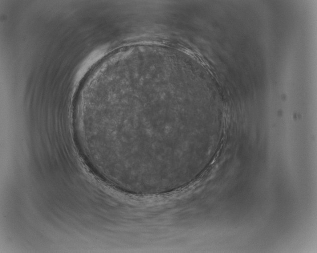 X0000074010006200609111635