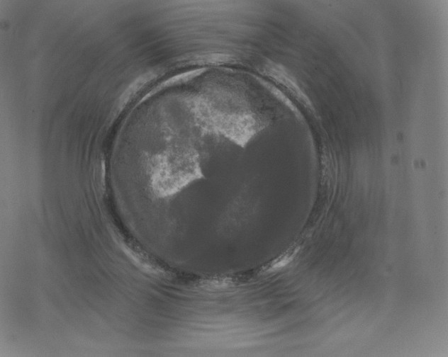 X0000074010110200609111633