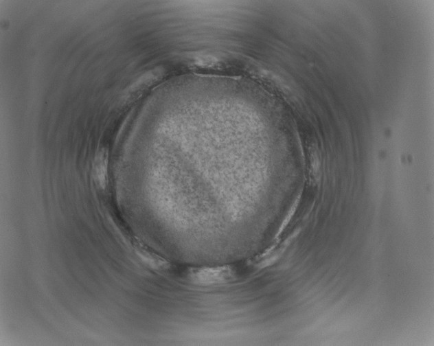 X0000074010129200609111633