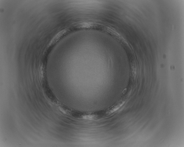 X0000074010216200609111632