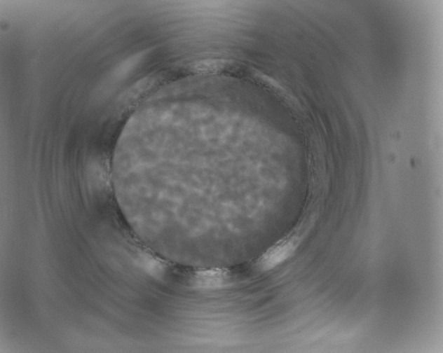 X0000074010240200609111631