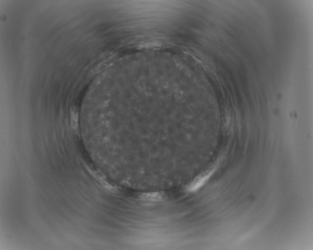 X0000074010281200609111631