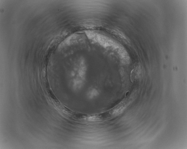 X0000074010365200609111629