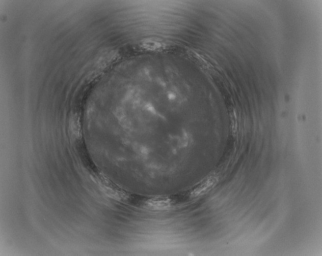 X0000074010606200609111625