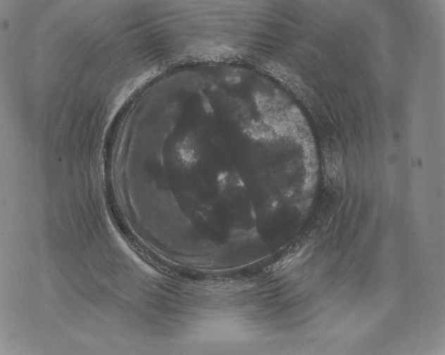 X0000074010630200609111624