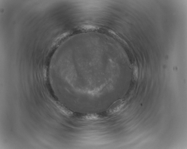 X0000074010668200609111625