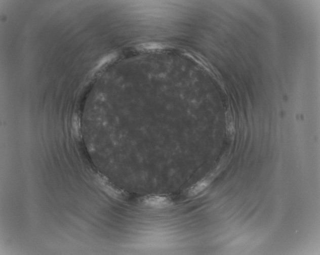 X0000074010669200609111625