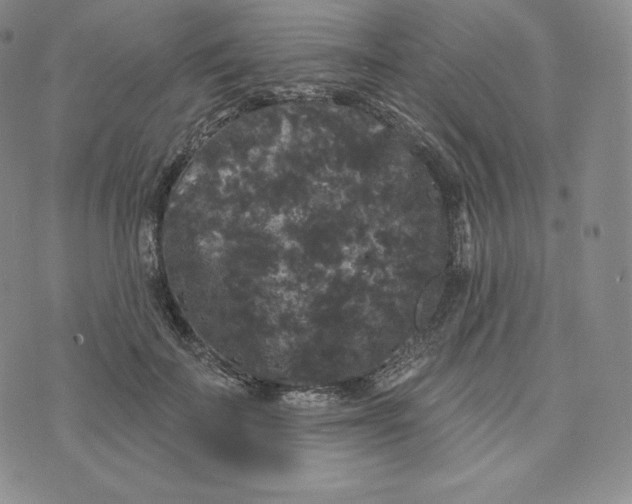 X0000074010699200609111624