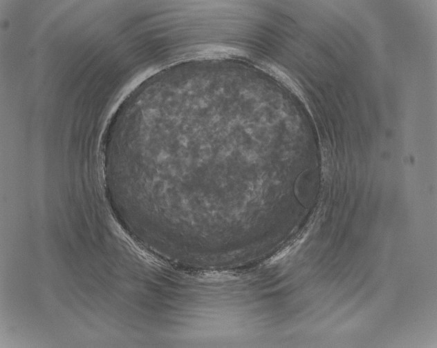 X0000074010835200609111621