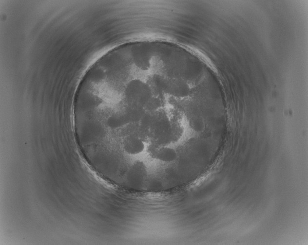 X0000074010839200609111621