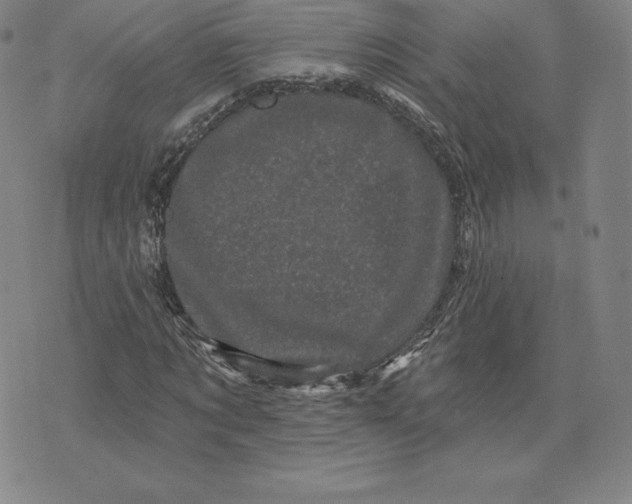 X0000074010869200609111621