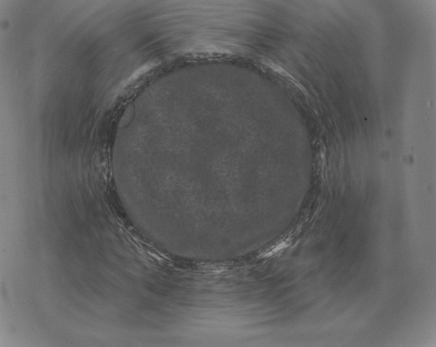 X0000074010870200609111621