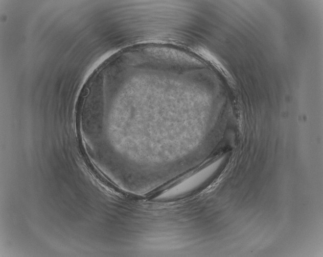 X0000074010884200609111621