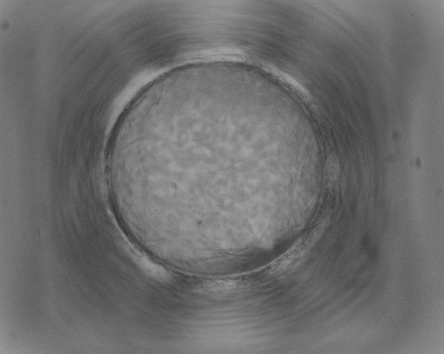 X0000074011470200609111611