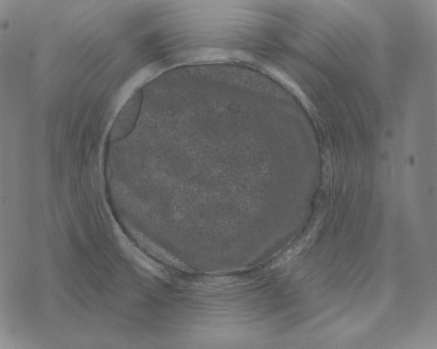 X0000074011475200609111611