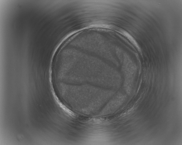 X0000074010955200609181831