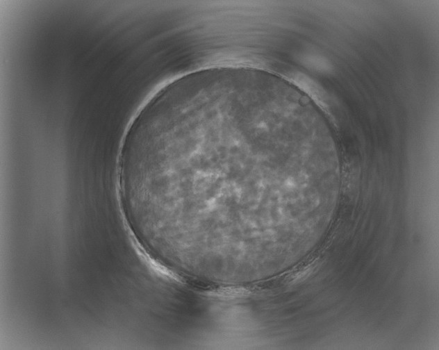 X0000074011094200609181828