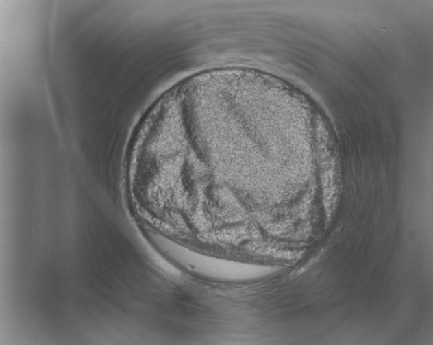 X0000074011525200609181821