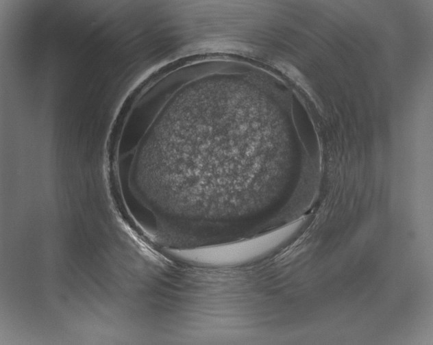 X0000074021024200609061110