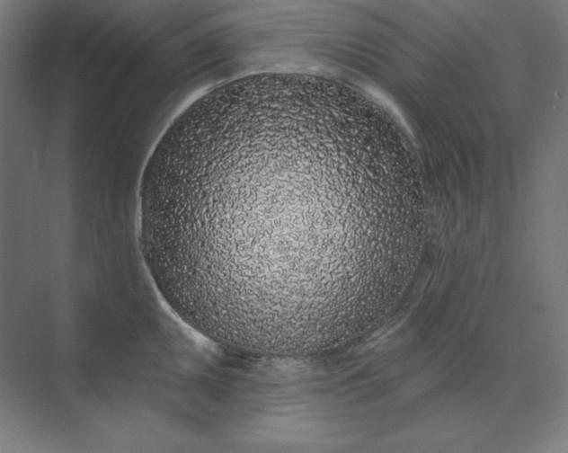 X0000074021095200609061109